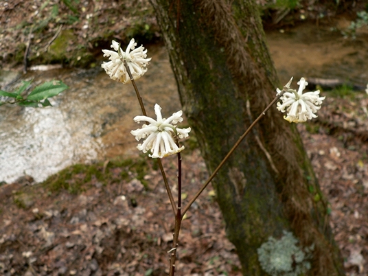 {Edgeworthia papyrifera}